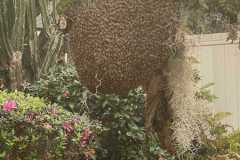 A swarm collected by an OBBA member