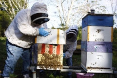 Putting the hive back together