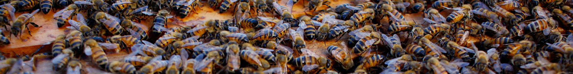 January 2023 Meeting – Honey Bee Basics